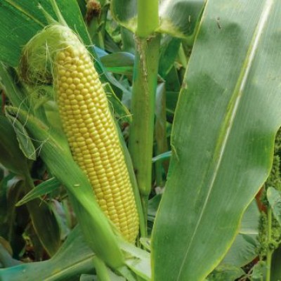  Семена сахарной кукурузы 3517 F1 (75 дней), кочан 26см, 25000 семян, Lark Seeds